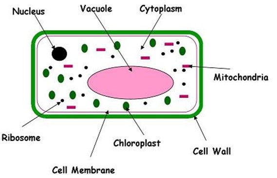 BIOLOGY FORM 1 – CELL STRUCTURE AND ORGANIZATION