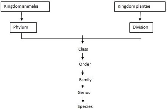 BIOLOGY FORM 1 – CLASSIFICATION OF LIVING THINGS