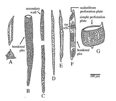 Form 6 Biology – TRANSPORTATION