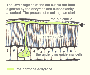 edu.uptymez.com