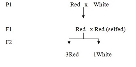 Form 6 Biology – MENDELIAN GENETICS 2