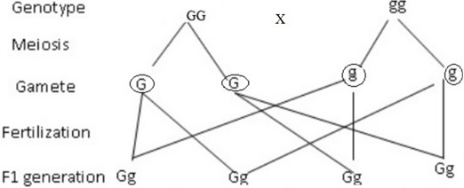 Form 4 Biology – GENETICS AND VARIATION -1