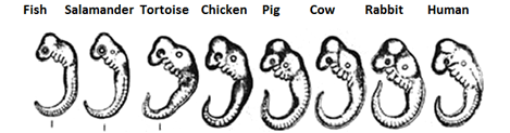 Form 4 Biology – ORGANIC EVOLUTION