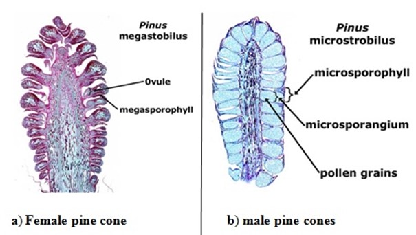 Form 3 Biology – CLASSIFICATION OF LIVING THINGS