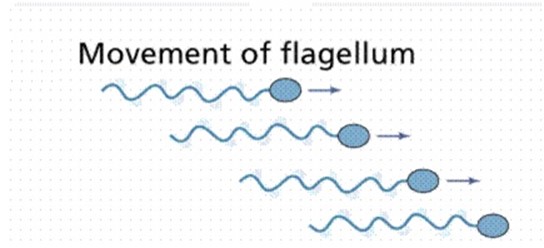 Form 3 Biology – MOVEMENT