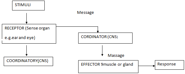 Form 3 Biology – COORDINATION -1