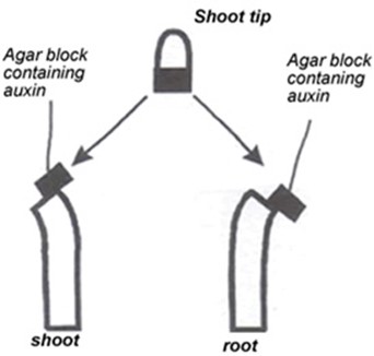 Form 3 Biology – COORDINATION -2