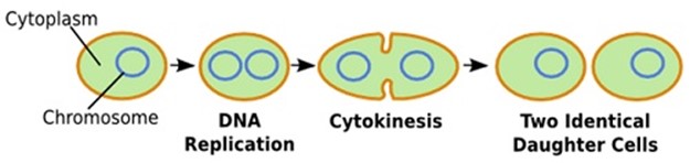 Form 3 Biology – REPRODUCTION -1