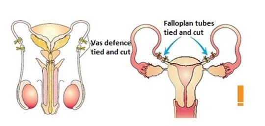 Form 3 Biology – REPRODUCTION -2