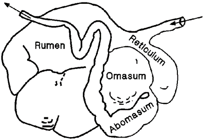 Form 2 Biology – NUTRITION -2