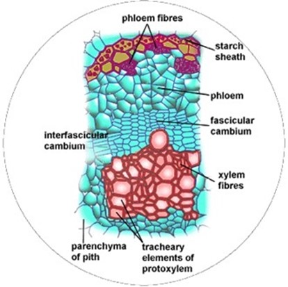 Form 2 Biology – TRANSPORTATION OF LIVING MATERIALS – 2 TRANSPORT IN PLANT